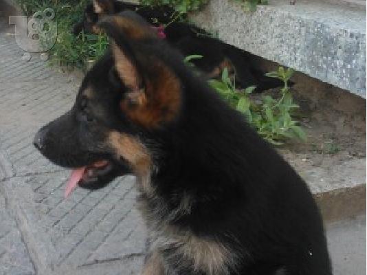 PoulaTo: ΓΕΡΜΑΝΙΚΟ ΠΟΙΜΕΝΙΚΟ